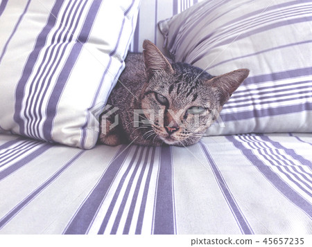 Domestic cat peeking through pillows on a bed. Domestic cat peeking through pillows on a bed. 45657235
