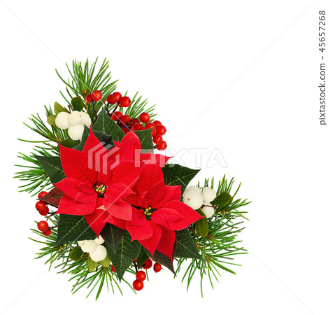 Christmas tree branches poinsettia flowers Christmas tree branches poinsettia flowers 45657268