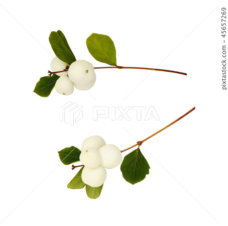 Set of snowberries Set of snowberries 45657269