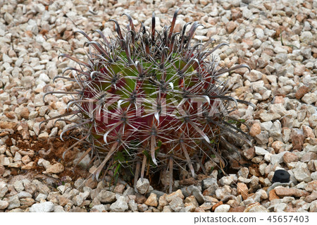 Round cactus on a bed with stones 45657403