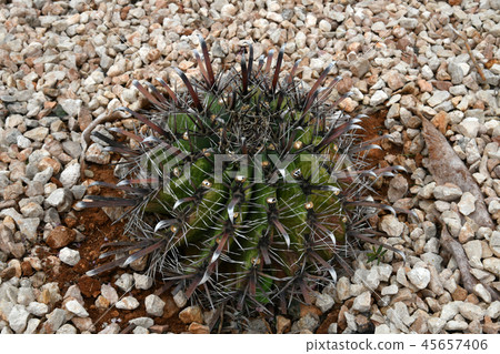 Round cactus on a bed with stones 45657406