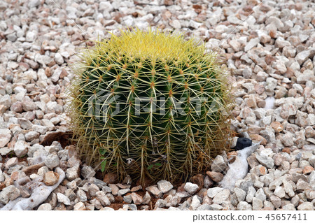 Round cactus on a bed with stones 45657411