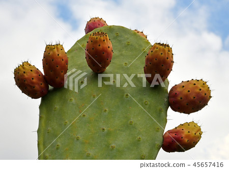 Beautiful prickly pear cactus on sky background 45657416