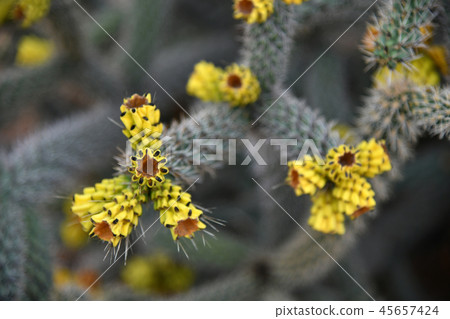 A Beautiful cactus with an yellow flowers A Beautiful cactus with an yellow flowers 45657424