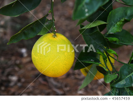An unripe green orange on a tree 45657459