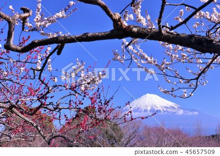 早春梅花和富士山 早春梅花和富士山 45657509