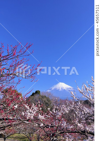 Early spring plum and Mt. Fuji Early spring plum and Mt. Fuji 45657511