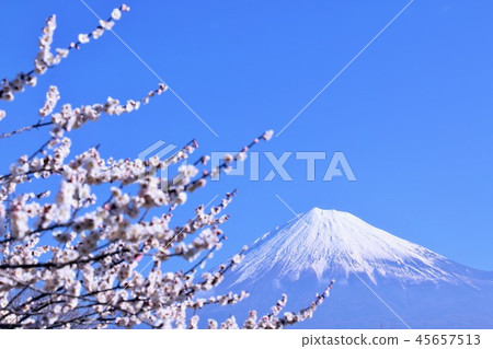 藍天富士山和白梅花 藍天富士山和白梅花 45657513