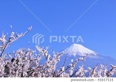 藍天富士山和白梅花 藍天富士山和白梅花 45657514