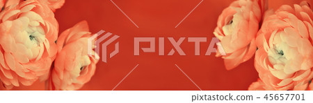 Floral borders with ranunculus flowers 45657701