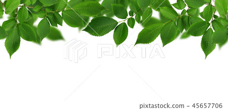 Border with branch of fresh green elm-tree leaves 45657706