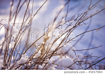 blur winter background with snow on branches 45657964