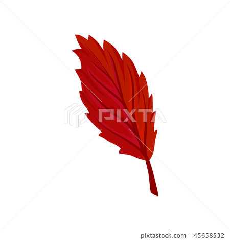 Bright red autumn alder leaf vector Illustration on a white background Bright red autumn alder leaf vector Illustration on a white background 45658532