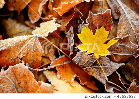 Frozen autumn natural close up colorfull red, green, yellow leaves. 45658658