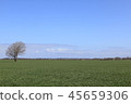 Tree on green meadow, landscape 45659306