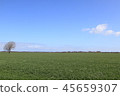 Tree on green meadow, landscape 45659307