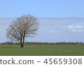 Tree on green meadow, landscape 45659308