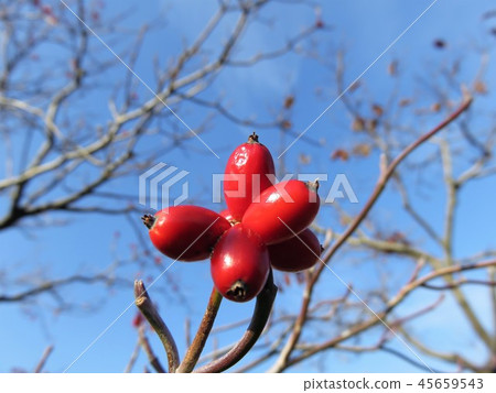 Autumn dogwood Autumn dogwood 45659543