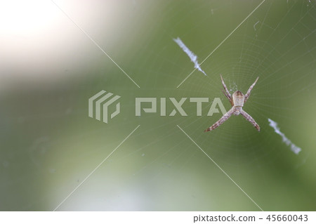 The larva of the Argiope bruennichi 03 The larva of the Argiope bruennichi 03 45660043