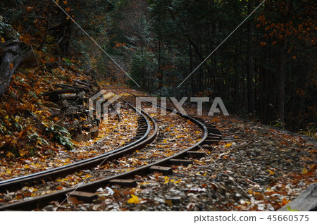 Akazawa natural recreation forest 45660575