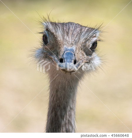 Portrait of flightless bird The greater rhea. 45660648