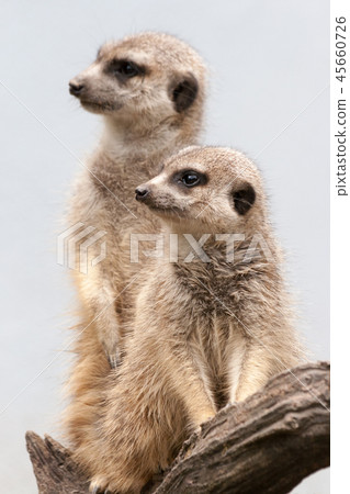 Two suricate standing on a branch. 45660726