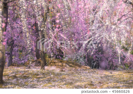 Seongnam Palace and Plum 45660826