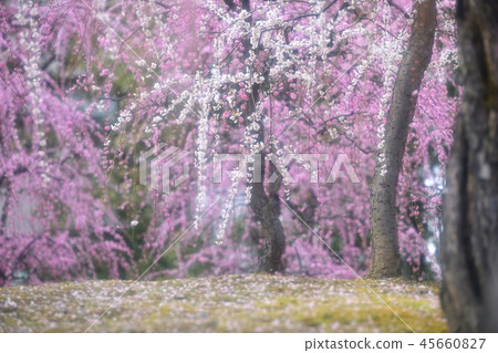 城南宮和梅花 城南宮和梅花 45660827