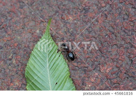 Breast red large ant Queen Kana Breast red large ant Queen Kana 45661816