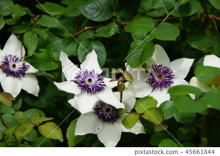 Clematis Florida Flower language is "the beauty of the heart" 45661844