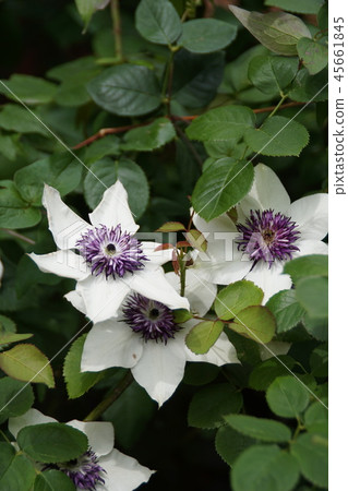 Clematis Florida Flower language is "the beauty of the heart" 45661845