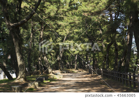 福岡 福岡 45663005