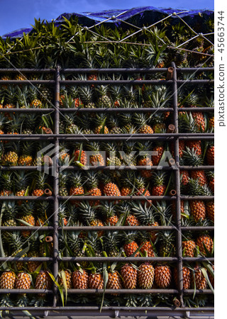 Pineapple fruit on truck 45663744