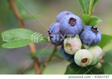 Blueberry fruit Blueberry fruit 45663787