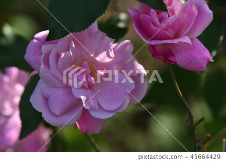 Rose (old brush) Rose (old brush) 45664429