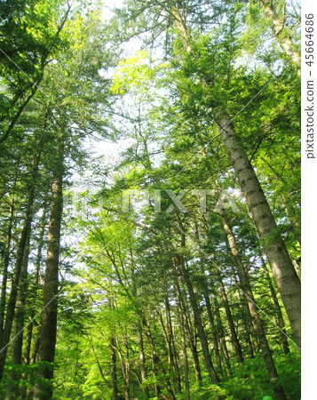 森林 45664686