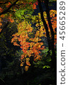 閃閃發光的秋葉 45665289