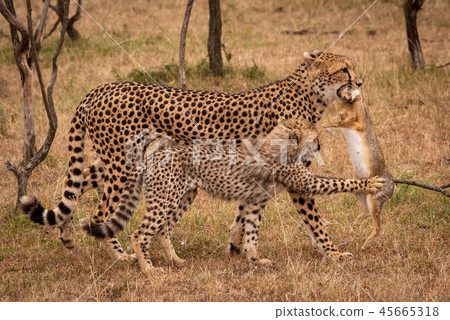Cub claws scrub hare carried by cheetah Cub claws scrub hare carried by cheetah 45665318