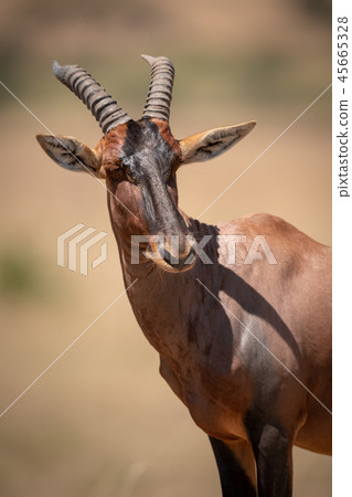 Close-up of male topi turning head right Close-up of male topi turning head right 45665328