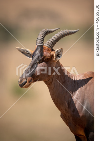 Close-up of male topi standing in savannah 45665330