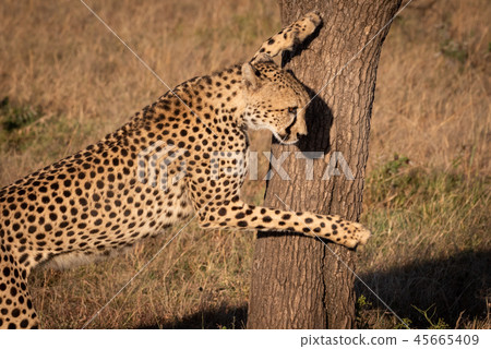 Close-up of cheetah leaning against tree trunk 45665409