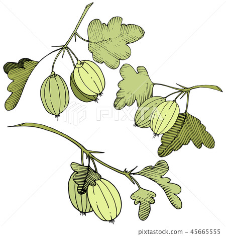 Vector. Black and white engraved ink art. Isolated gooseberry il Vector. Black and white engraved ink art. Isolated gooseberry il 45665555