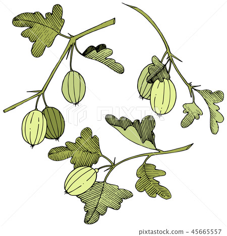 Vector. Black and white engraved ink art. Isolated gooseberry il Vector. Black and white engraved ink art. Isolated gooseberry il 45665557