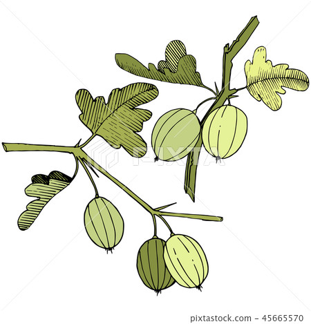Vector. Black and white engraved ink art. Isolated gooseberry il Vector. Black and white engraved ink art. Isolated gooseberry il 45665570