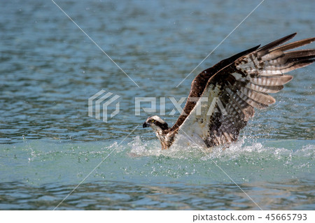 osprey osprey 45665793