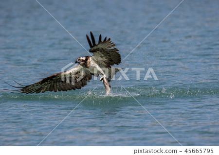 osprey osprey 45665795