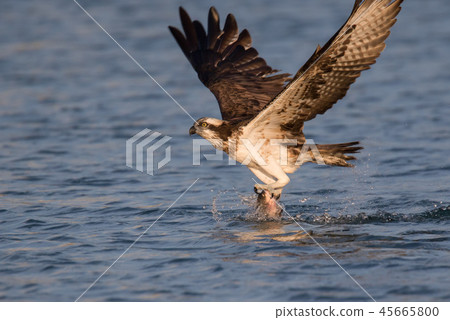 osprey 45665800