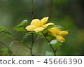 Otomoliths 45666390