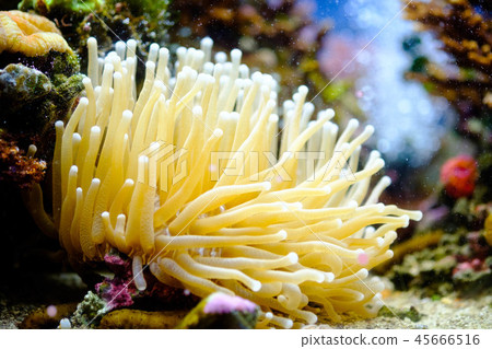 Sea anemone Sea anemone 45666516