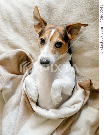 Sweet adult dog lying onback wrapped in blanket 45666545